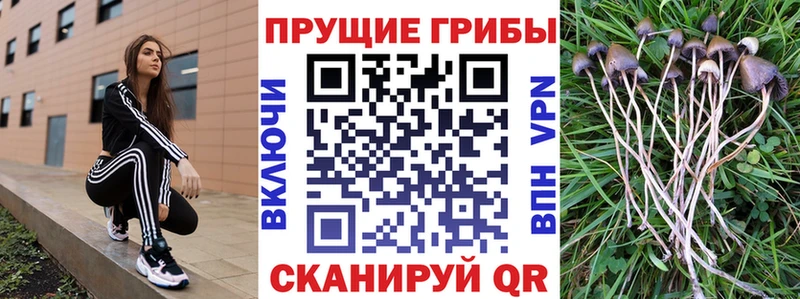 Псилоцибиновые грибы мицелий  хочу   Енисейск 